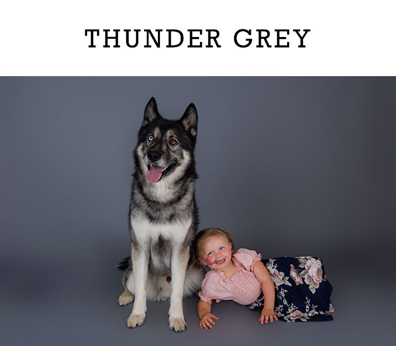 Thunder Grey backdrop with a large husky dog sitting beside a smiling baby girl in a pink outfit.