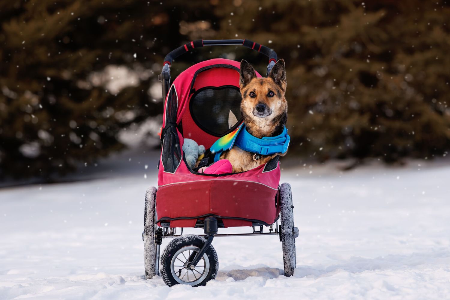 A happy dog wearing a colorful scarf sits in a red pet stroller in a snowy winter landscape.