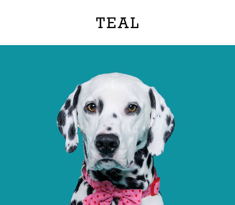A Dalmatian dog named Teal wearing a pink bow tie poses against a teal background.