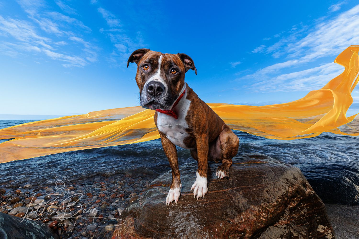 Brindle and white American Staffordshire Terrier sitting on a rock with a dramatic blue sky background.