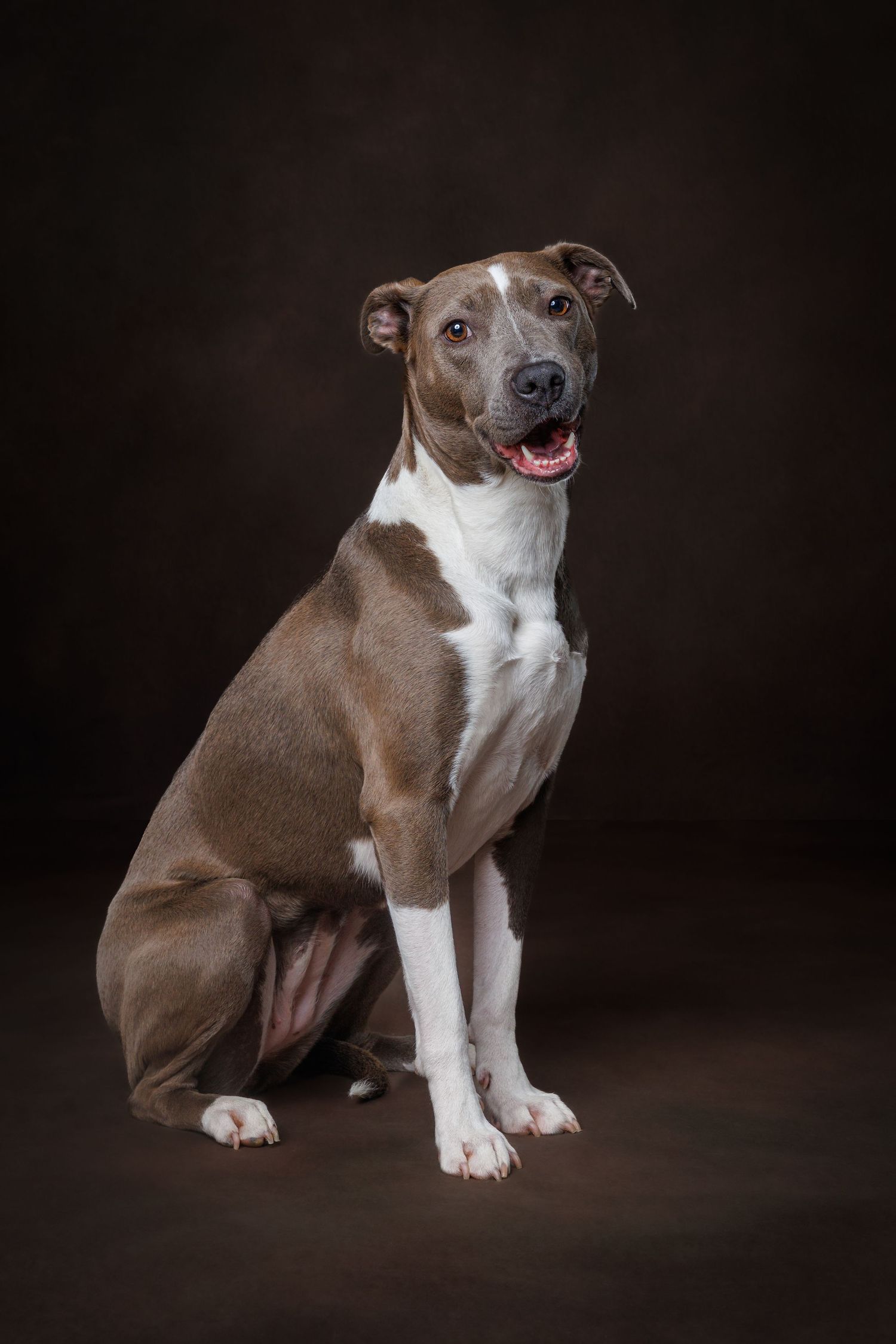 A brown and white pitbull mix sits upright with mouth open on a dark studio background.