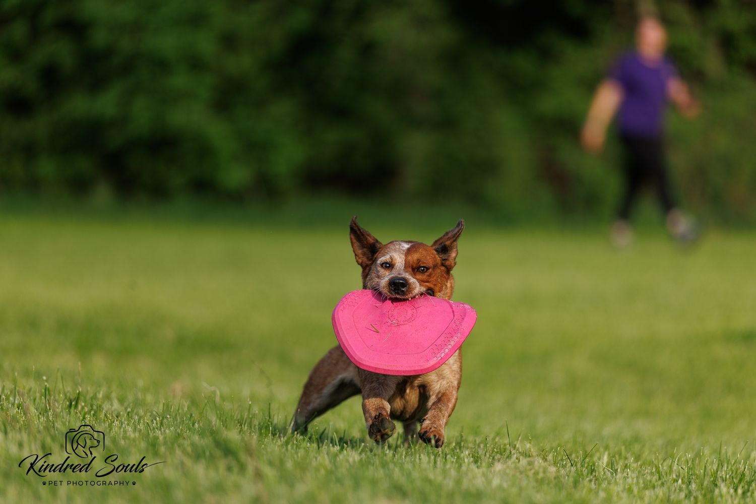 A brown dog runs across a green field carrying a pink frisbee in its mouth during an outdoor fetch game.