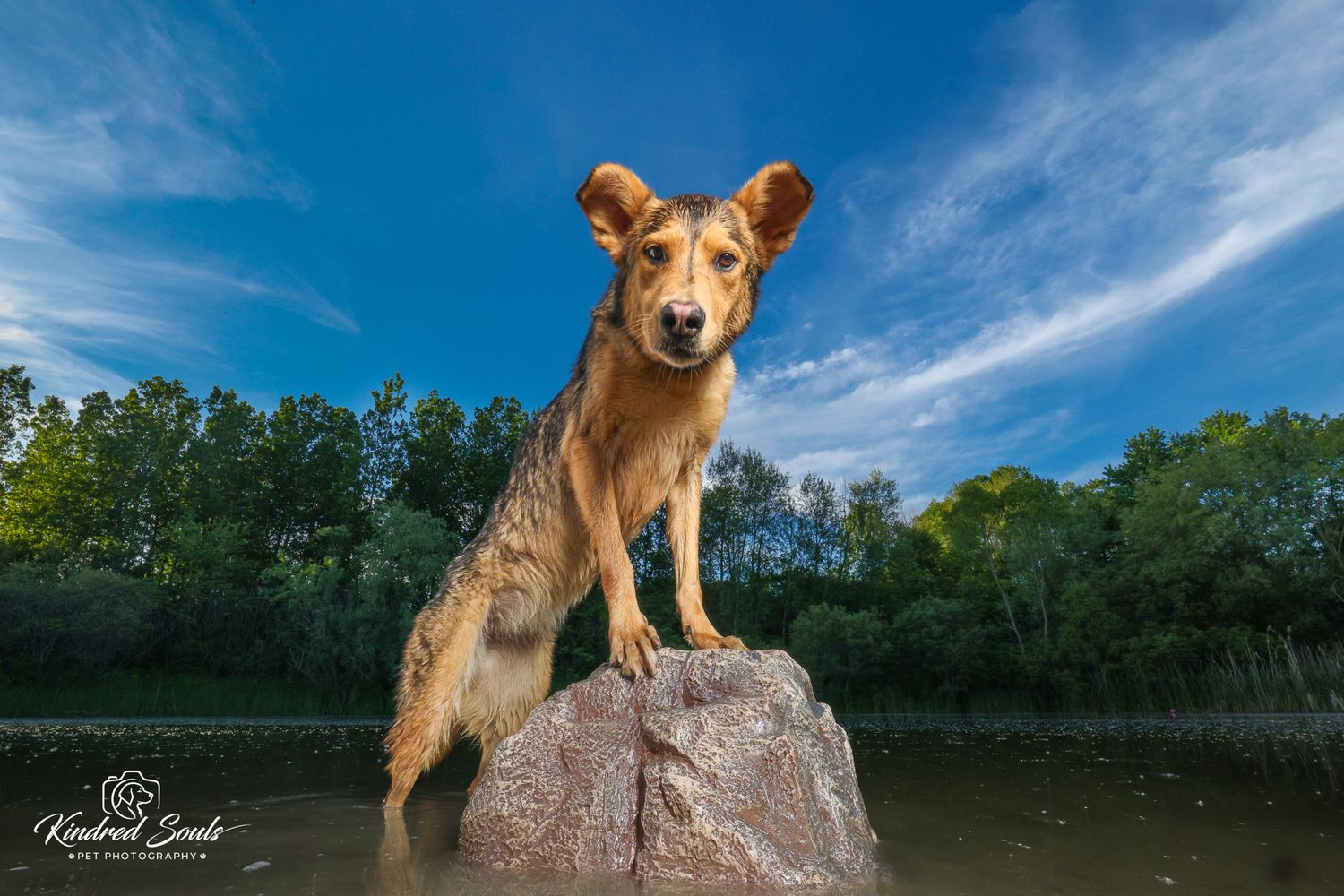 A golden dog stands proudly on a rock by a river, with blue skies and green trees in the background.