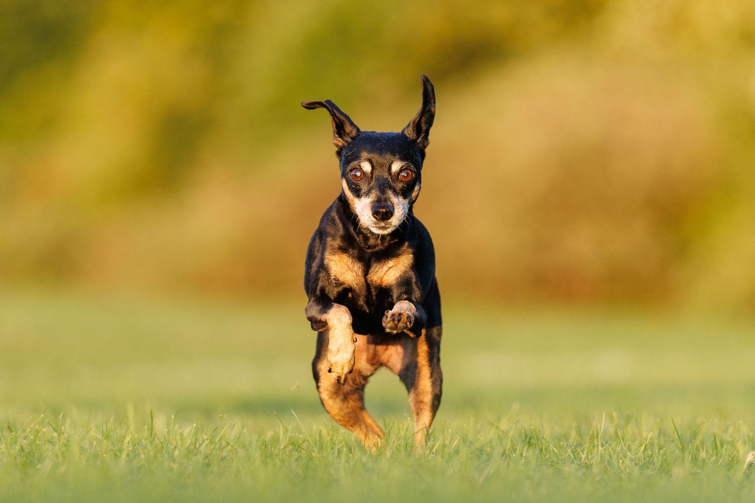 A small black and tan Miniature Pinscher dog running energetically across a green grass field outdoors.