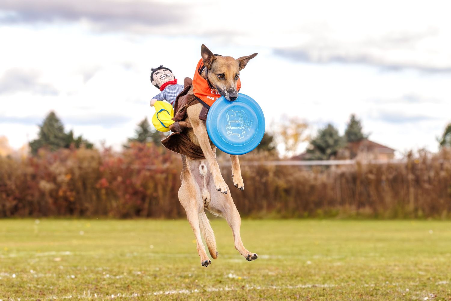 A dog wearing an orange vest leaps mid-air to catch a blue frisbee on a green field.