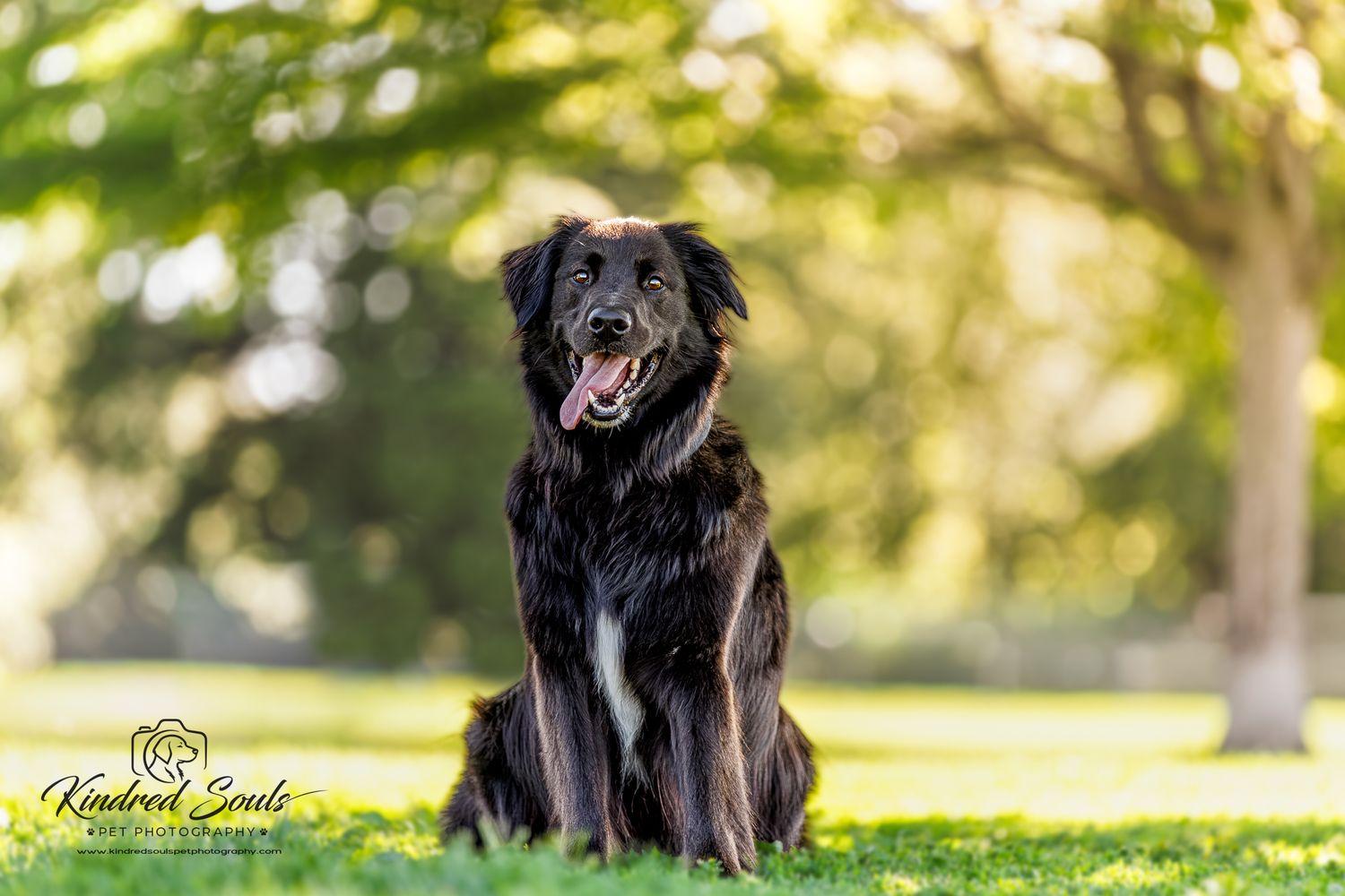 A happy black dog sits on green grass in a sunny park, tongue out, with a blurred bokeh background.