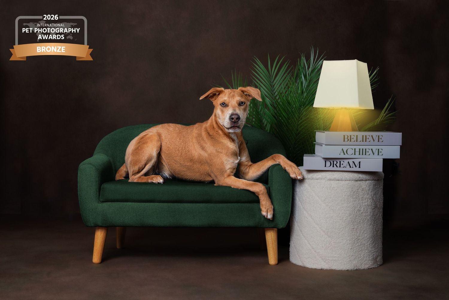 Award-winning photo of a brown dog resting on a green velvet sofa beside stacked books and a lamp on a dark background.