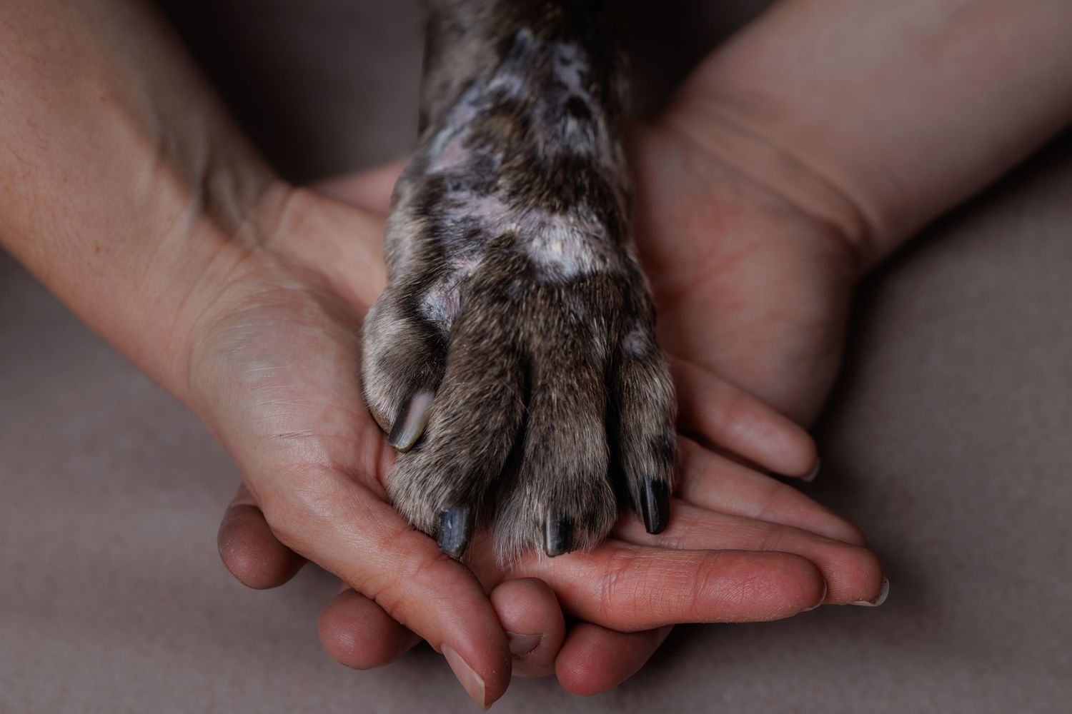 Two hands gently cradling a large gray and white spotted dog paw with dark nails.