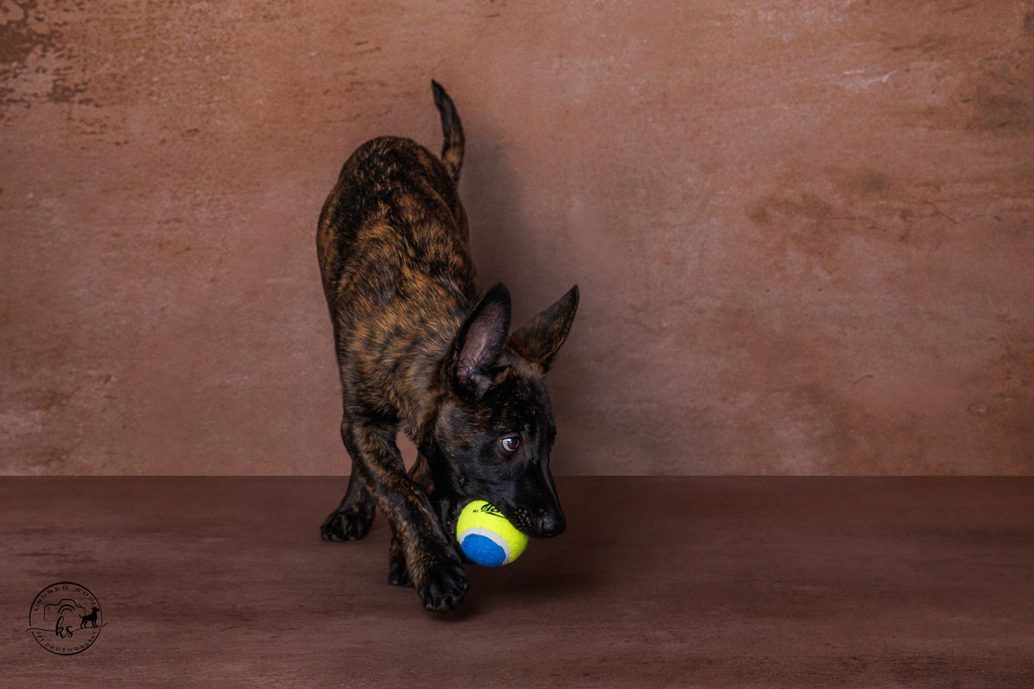Brindle Dutch Shepherd puppy playing with a yellow and blue tennis ball on a brown studio backdrop.