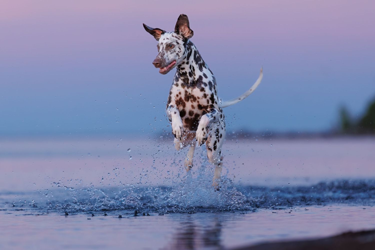 Spotted Dalmatian dog running and splashing through shallow water at dusk with ears flying.