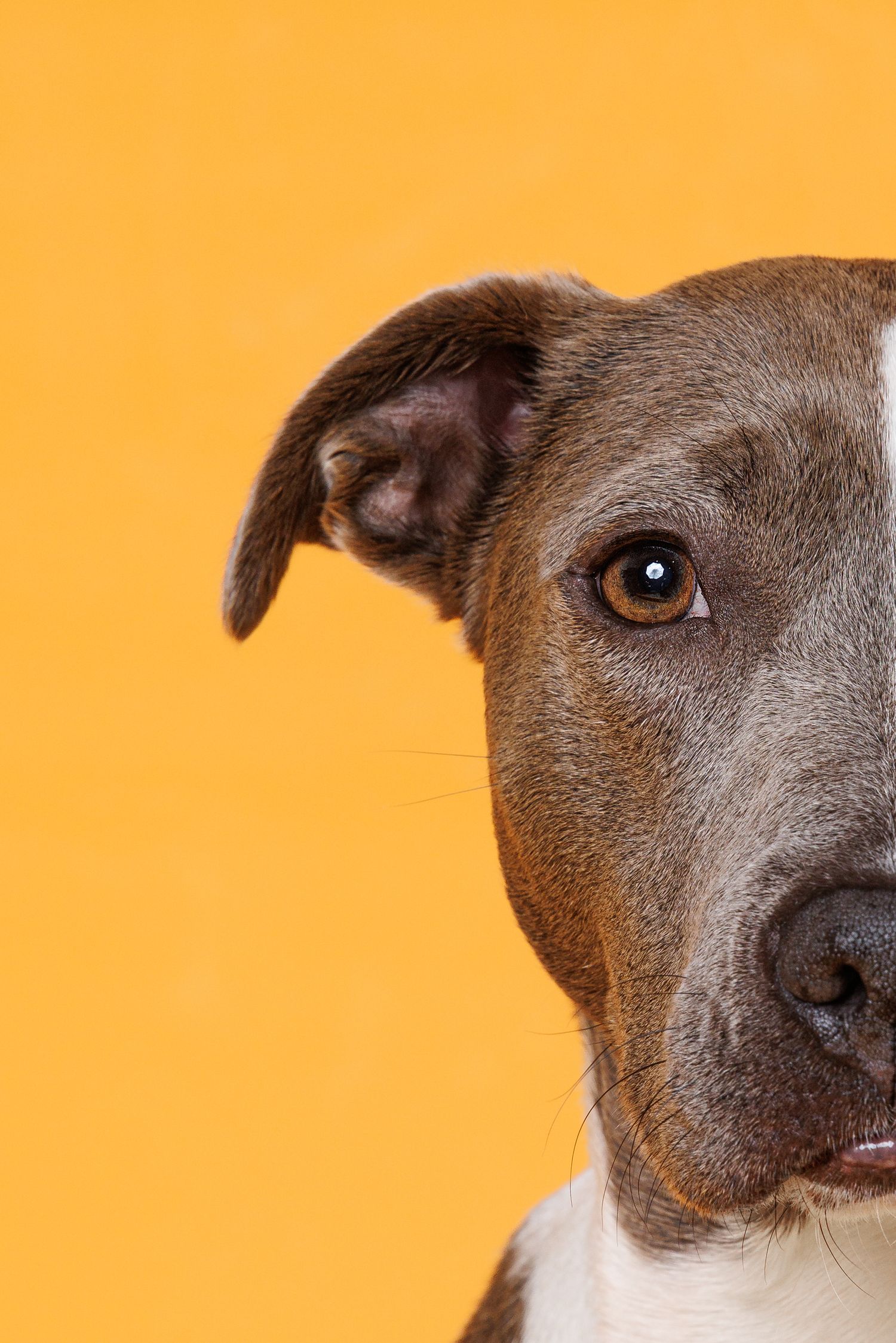 Close-up half portrait of a gray and white pit bull mix dog against a bright yellow background.