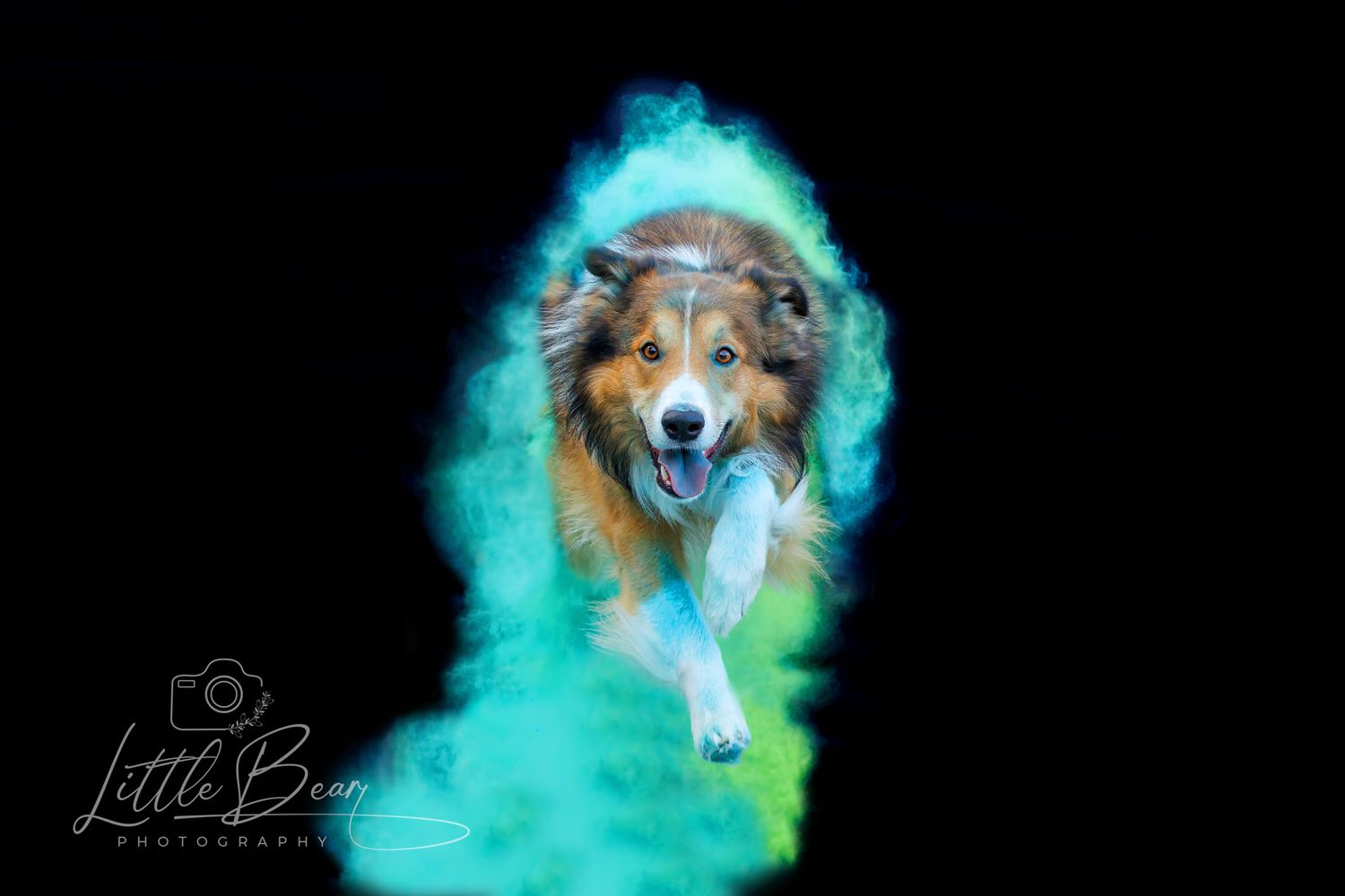 A Sheltie dog running through teal and green powder clouds on black background.