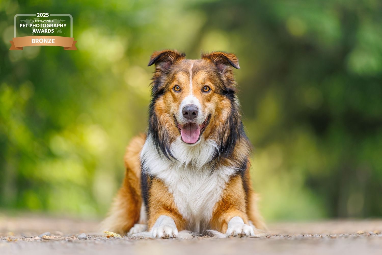 Award-winning photo of a happy tri-color Australian Shepherd dog sitting on a path surrounded by lush green bokeh background.