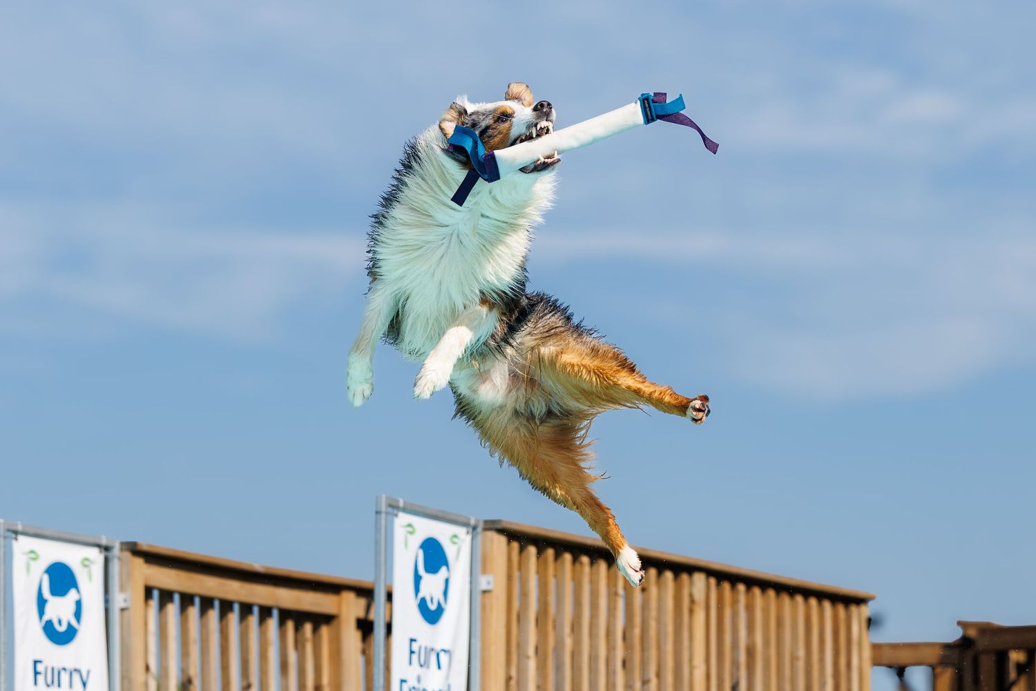 Australian Shepherd dog leaping high in the air to catch a blue frisbee at an outdoor dog disc competition.