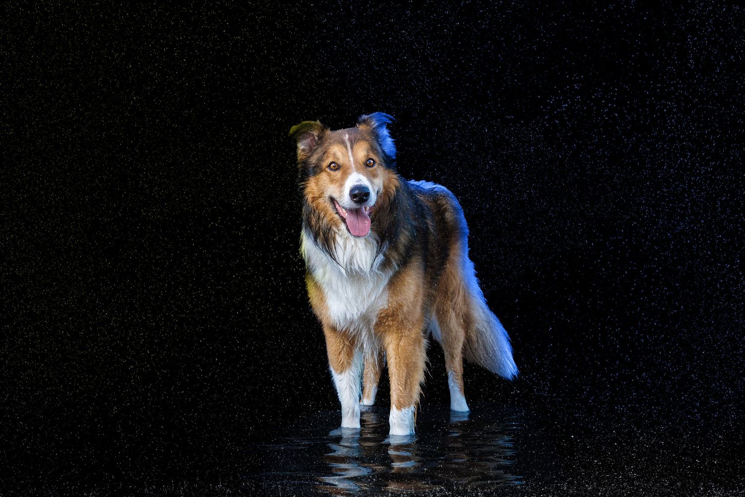 A wet Australian Shepherd dog stands in water against a dark background, illuminated dramatically.