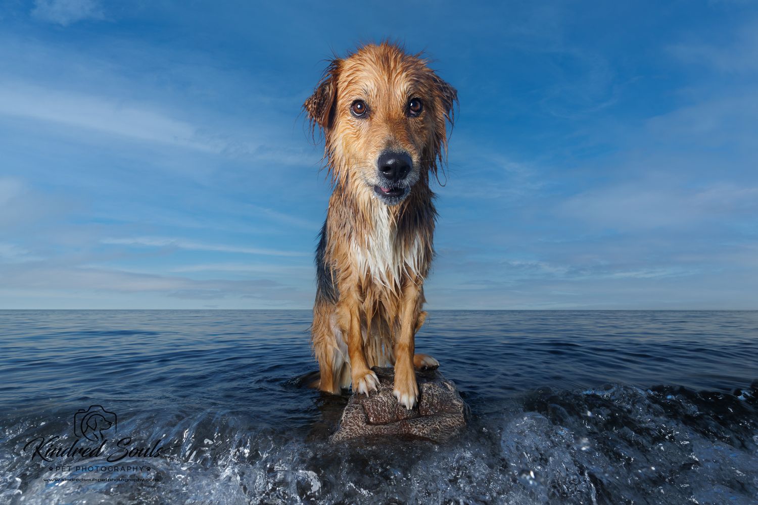 A wet golden dog sits on a rock surrounded by ocean waves under a blue sky.