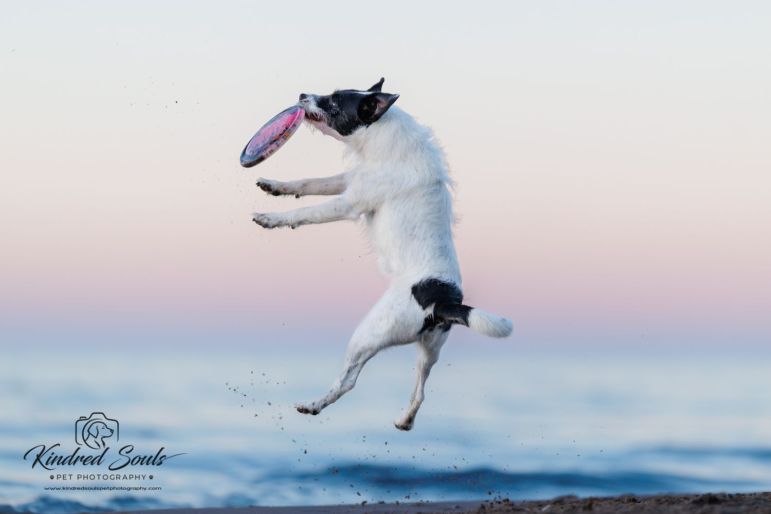 White and black dog leaping to catch a pink frisbee on a beach at dusk.