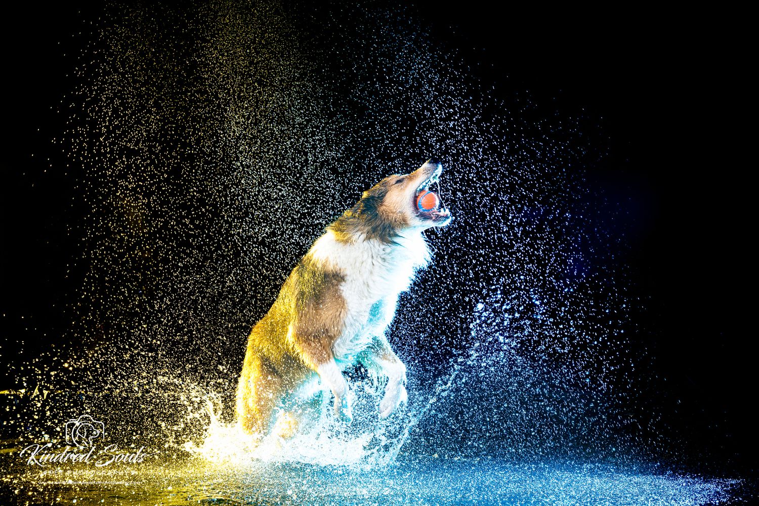 A wet dog shaking off water dramatically under colorful blue and yellow lights against a dark background.