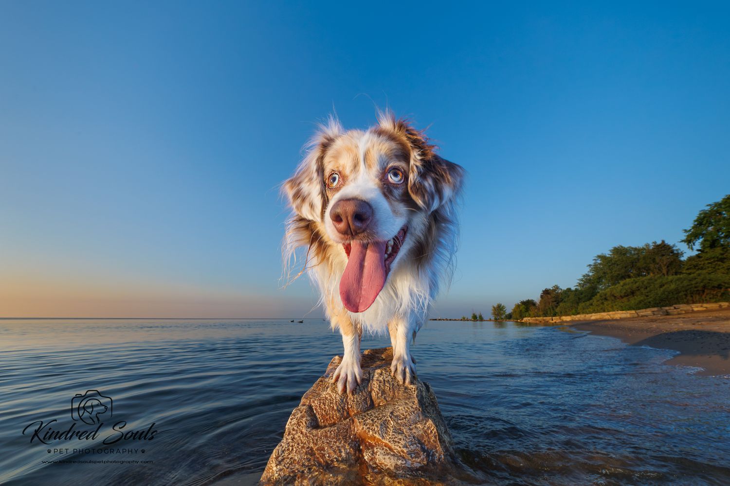 Happy Australian Shepherd dog standing on a rock by the ocean beach at golden hour with blue sky background.