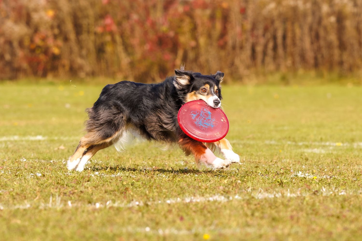 A tricolor Border Collie runs across a green field carrying a red frisbee in its mouth.