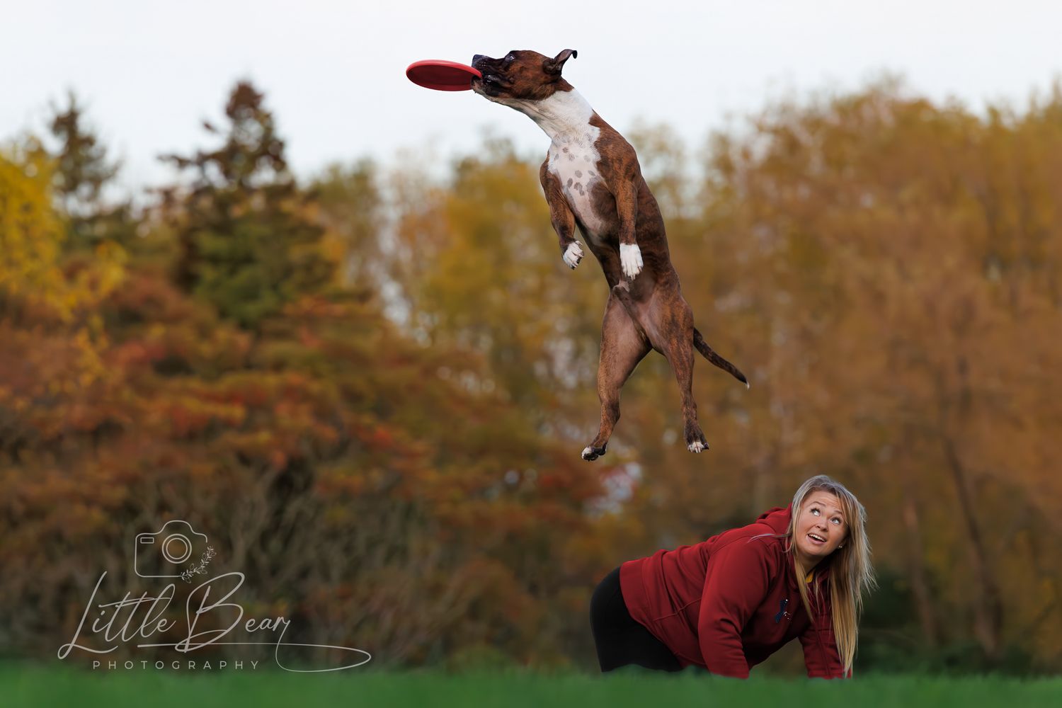 Woman lying on grass watching her boxer dog leap high to catch a red frisbee in autumn.