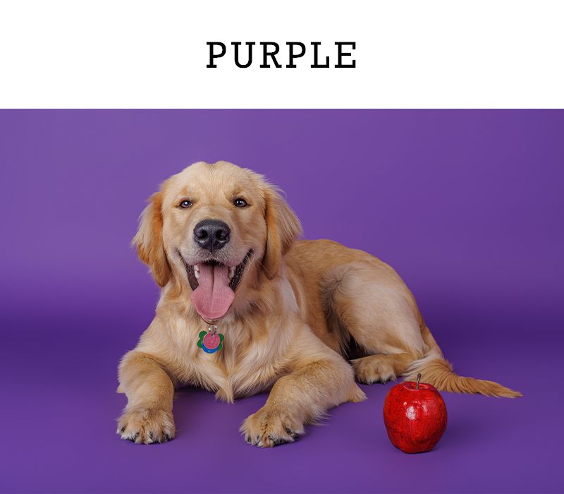Golden Retriever dog lying on purple background with red apple toy.