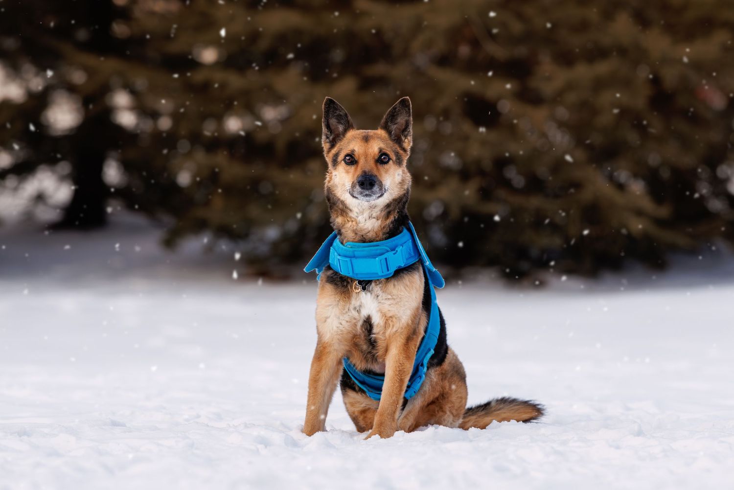 A brown dog wearing a blue harness sits in the snow with evergreen trees in the background.
