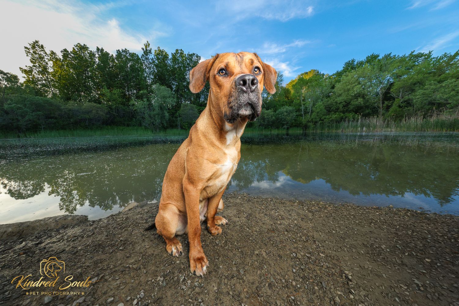 A tan dog sits proudly on a rock near a reflective pond, surrounded by lush green trees under a blue sky.