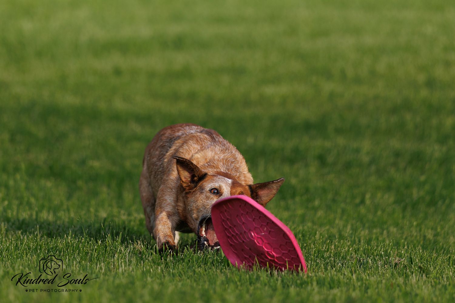 A blue heeler dog playing with a red frisbee on a green grass field in natural sunlight.