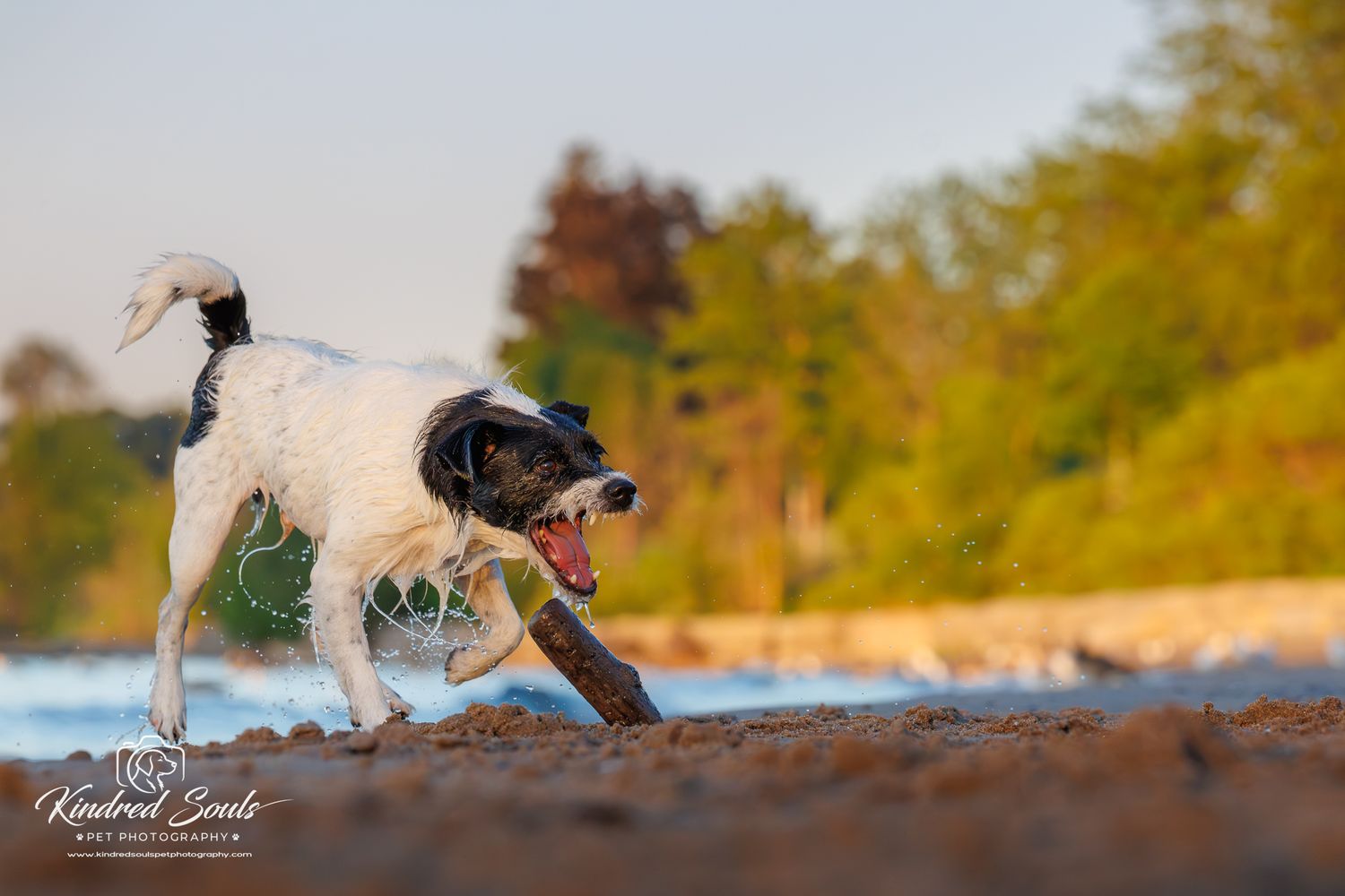 Energetic black and white dog carrying a stick on a sandy beach with trees in background.