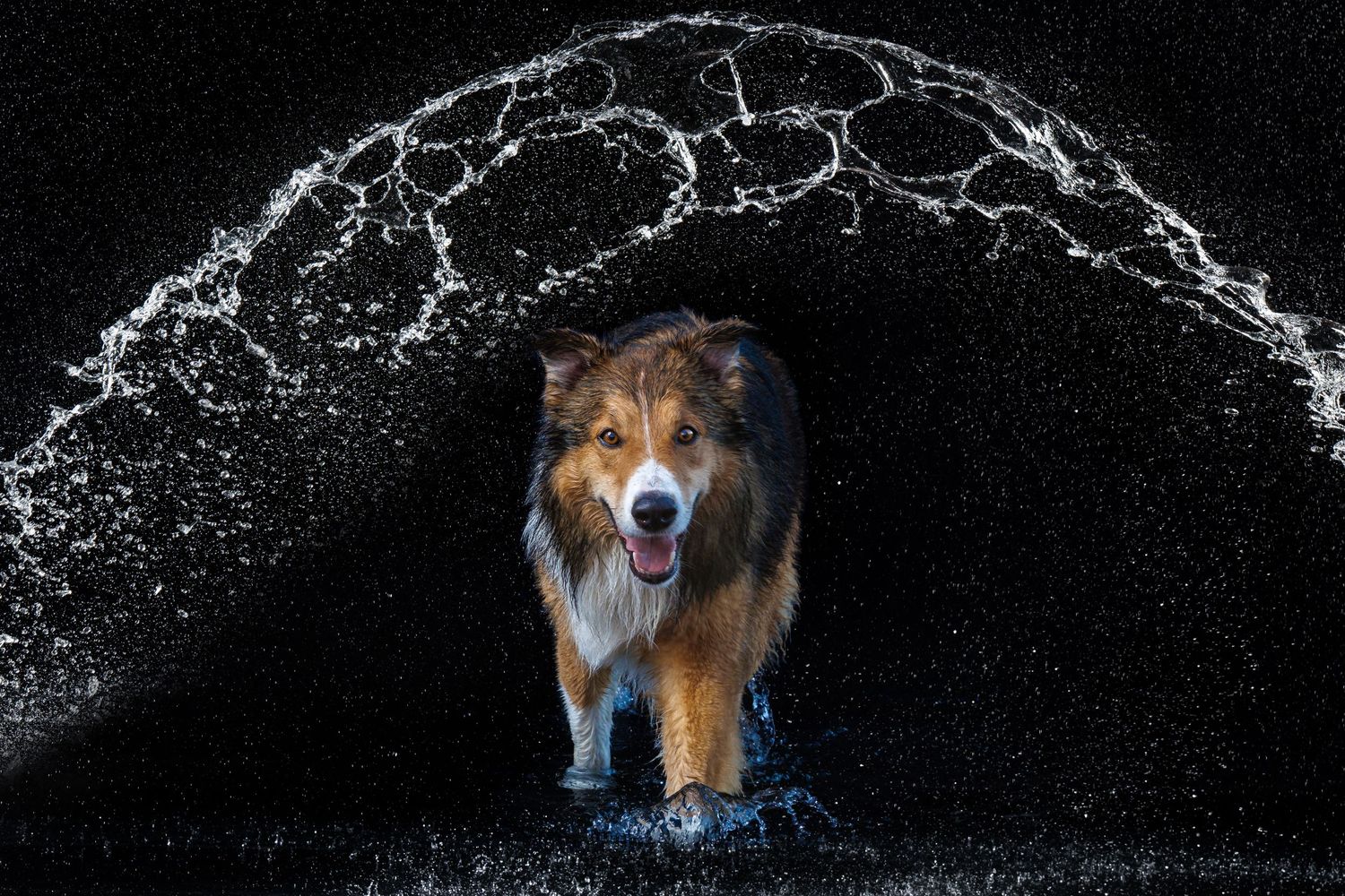 A wet Australian Shepherd dog walks through an arc of splashing water against a dark background.