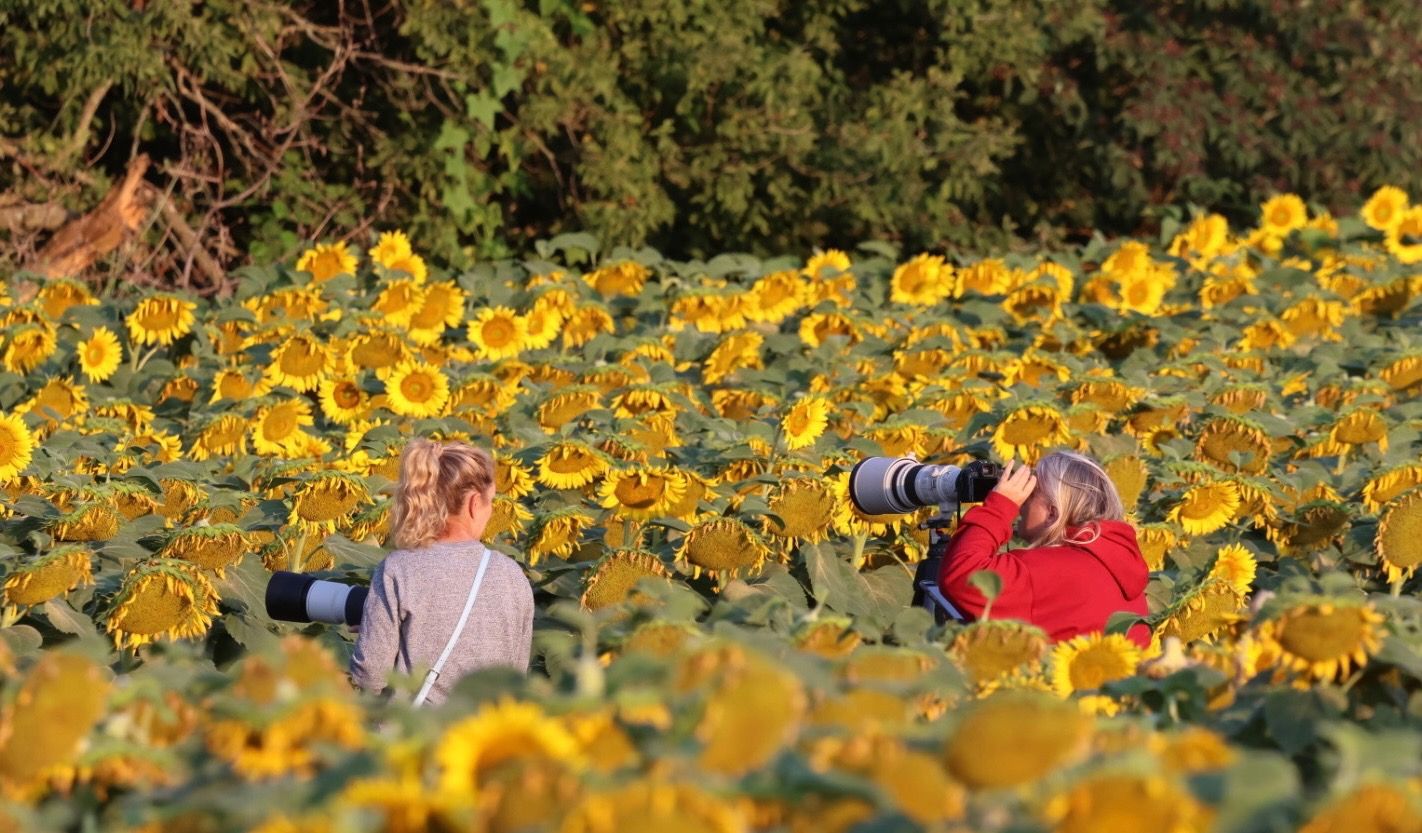 Two photographers capturing sunflowers in a vibrant yellow field on a sunny day.