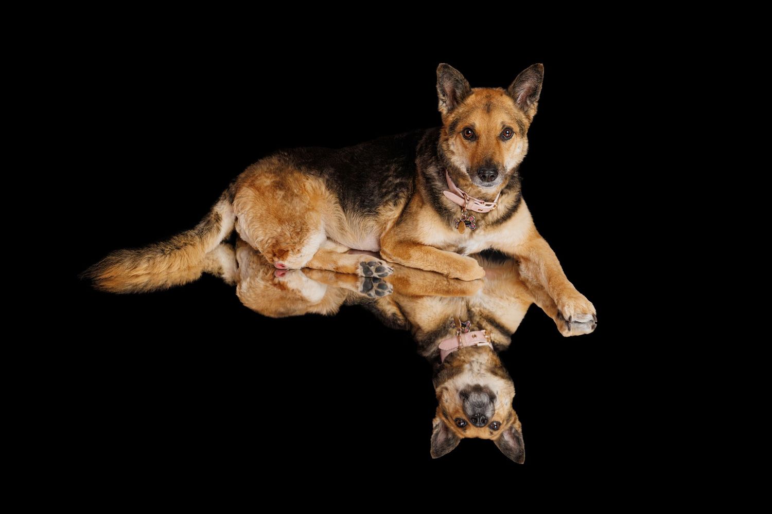 German Shepherd dog lying on black background with mirror reflection below showing its underbelly.