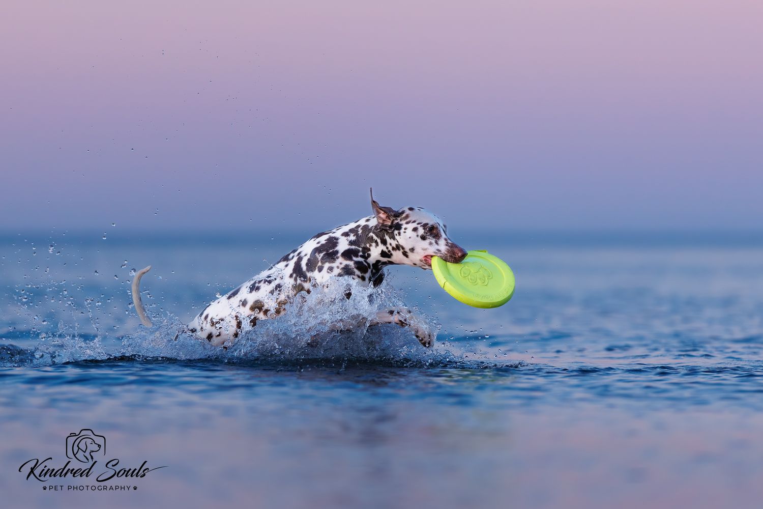 Dalmatian dog running through ocean water carrying a green frisbee at sunset with pink and blue sky.