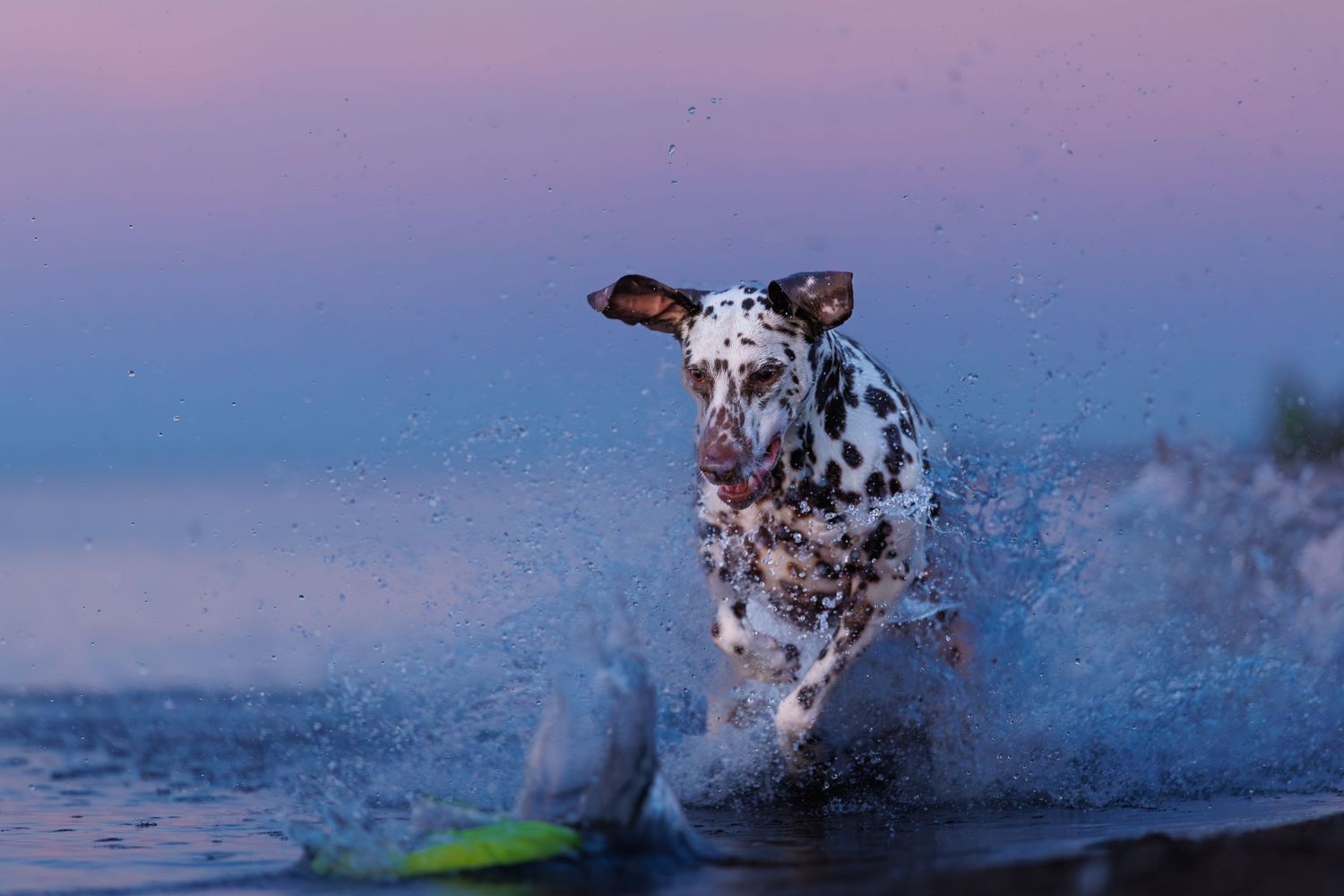 A Dalmatian dog energetically runs through shallow ocean water at sunset, splashing water droplets around.