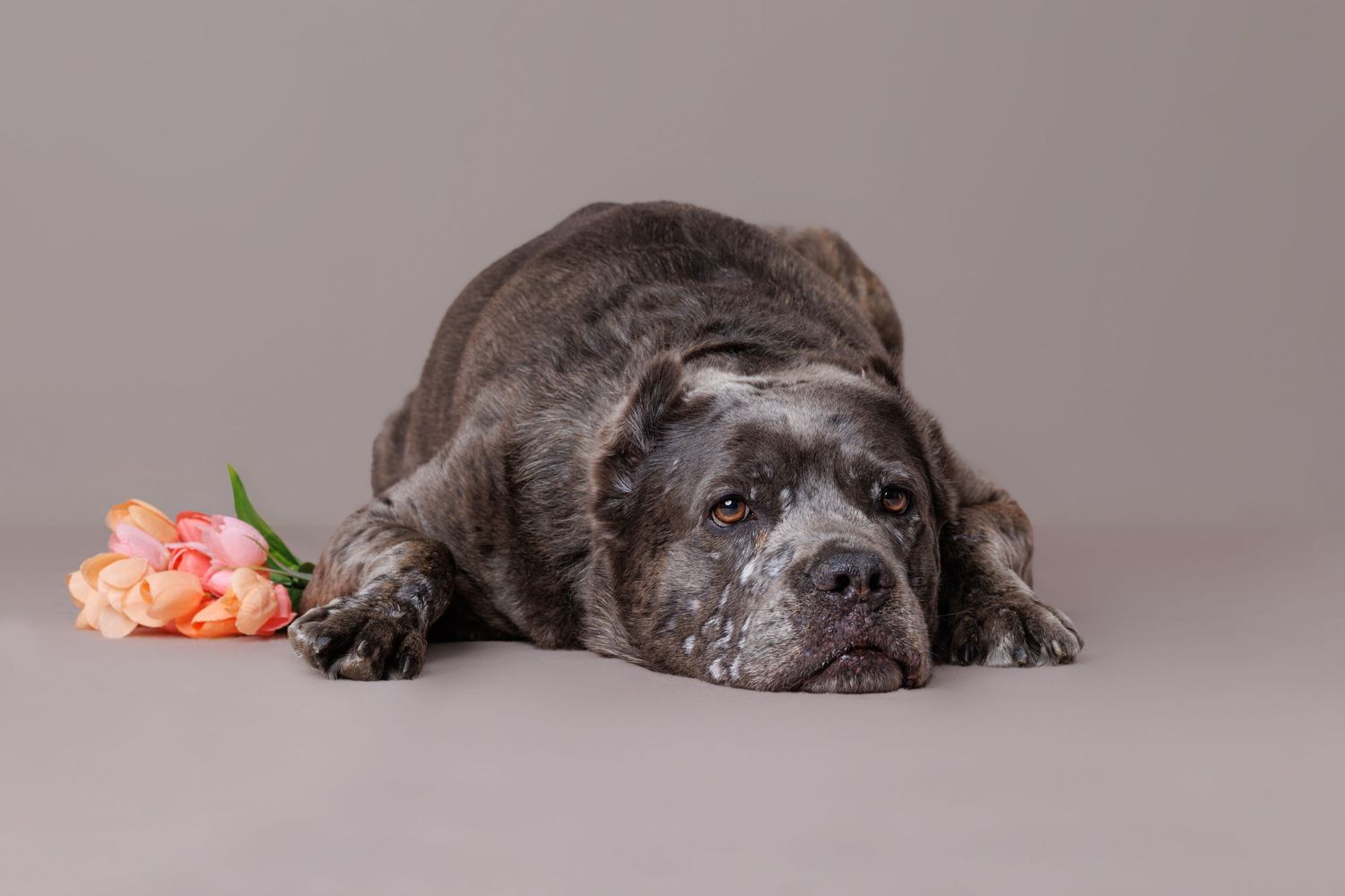 An older Cane Corso dog rests its head down beside a pink tulip on gray background.