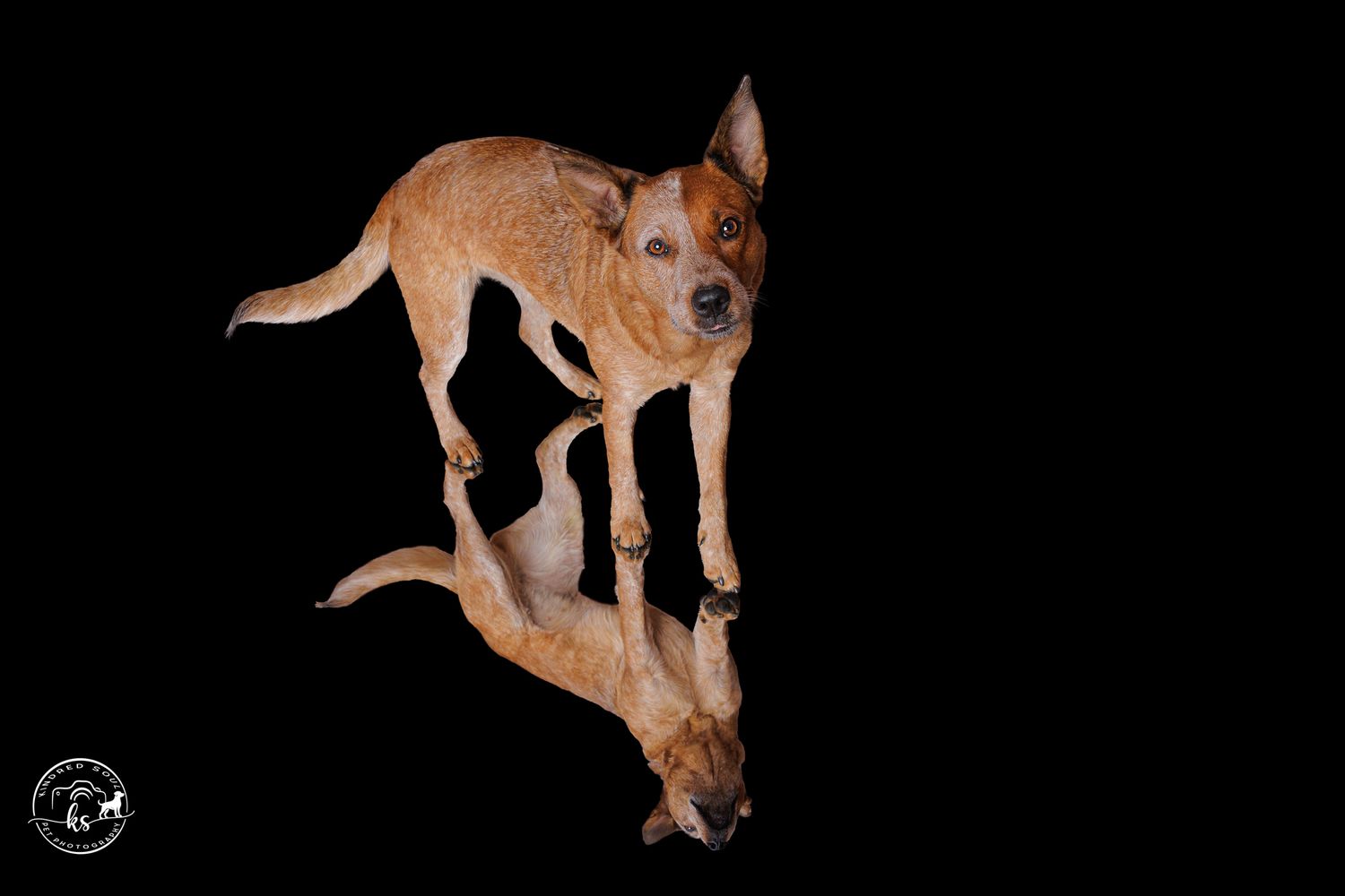 A lean tan dog leaps against a black background with its mirror reflection visible below.