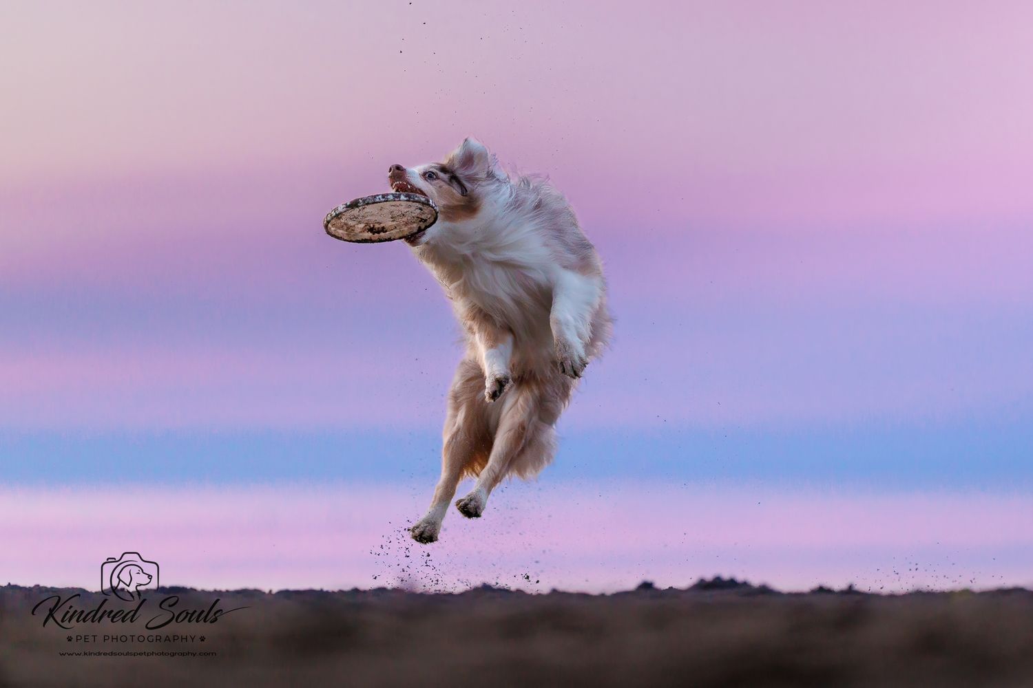 A dog leaps high into the air catching a frisbee against a stunning pink and purple sunset sky.