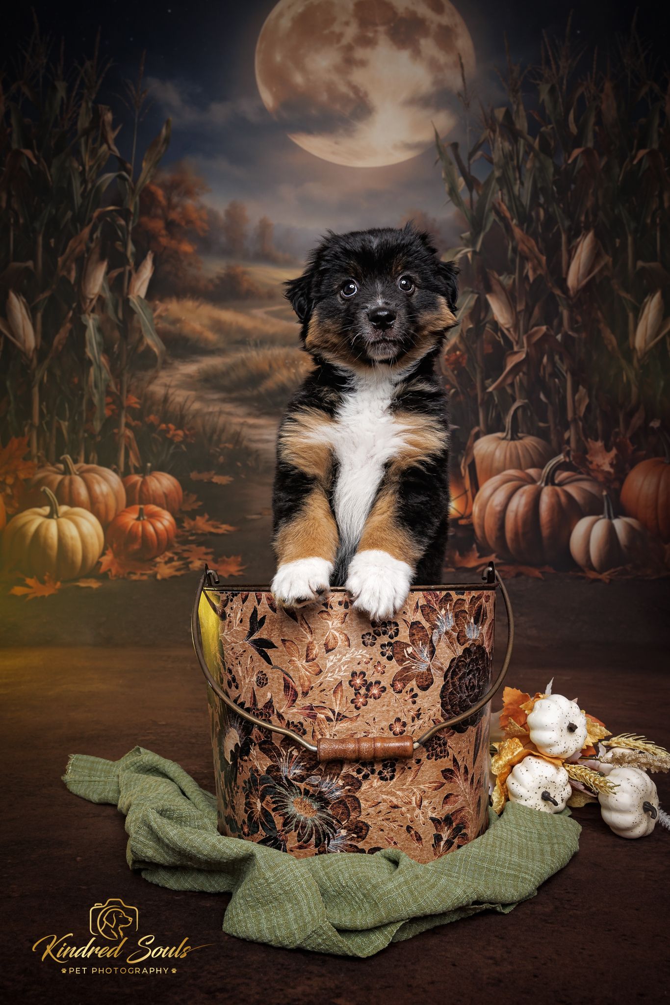 Tricolor puppy sitting in a decorative bucket with fall pumpkins and full moon backdrop in a Halloween pet photo.