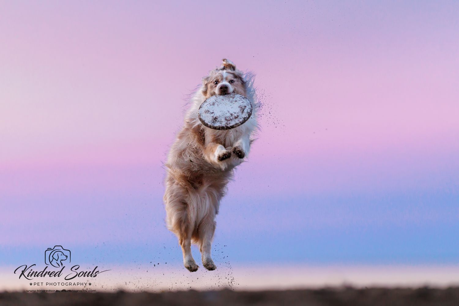 A golden dog leaps mid-air catching a frisbee against a pastel pink and blue sunset sky.