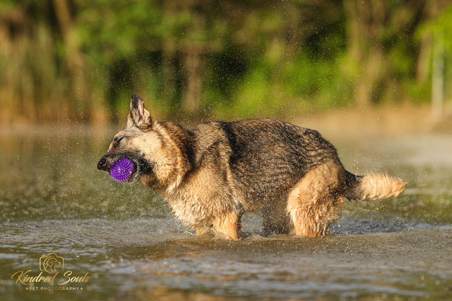 A wet German Shepherd dog carries a purple ball while splashing through shallow water.