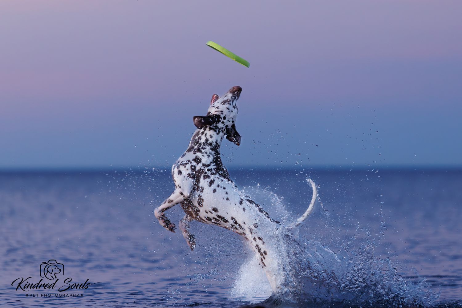 Dalmatian dog jumping high in shallow ocean water reaching for a green frisbee at twilight.