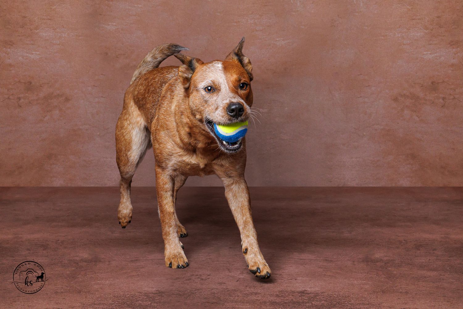 Brindle dog carrying a colorful ball in its mouth, walking against a brown studio backdrop.