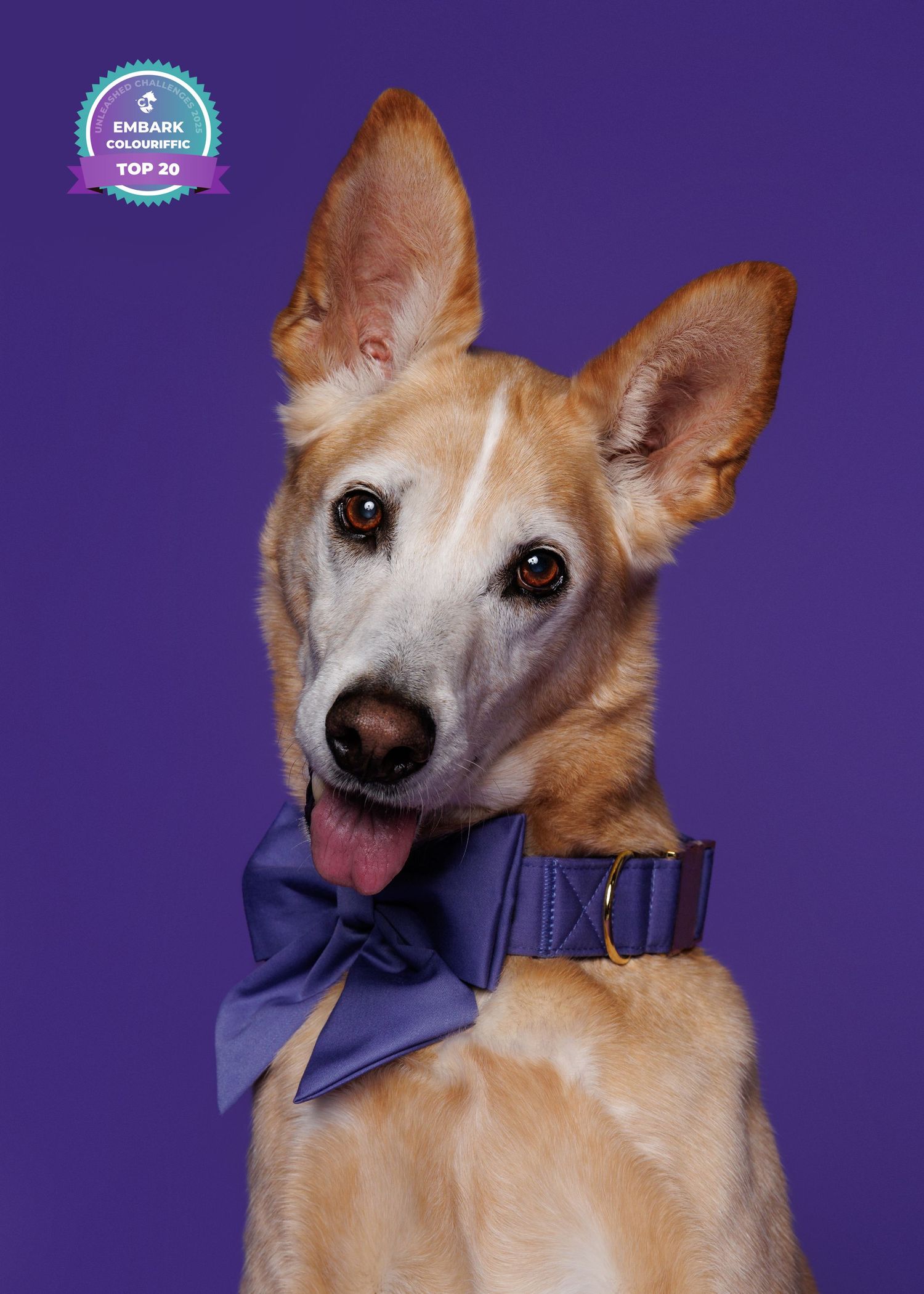 A golden dog wearing a purple bow tie poses against a violet background with an Embark Colorimetric Top 20 badge.