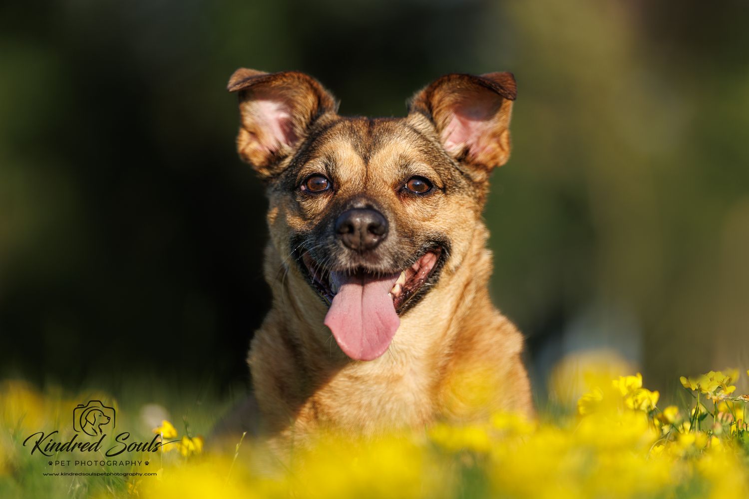 A cheerful brown dog with tongue out sits among bright yellow wildflowers outdoors.