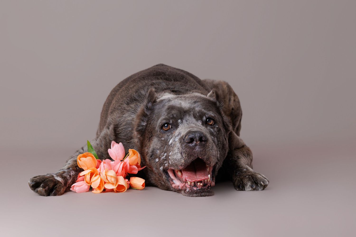 A dark Cane Corso dog rests beside pink and orange flowers on a gray background.