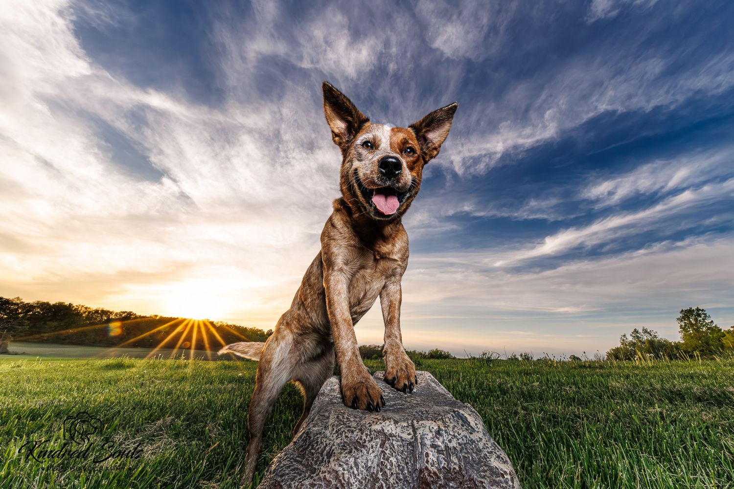 An Australian Cattle Dog sitting on a rock at sunset with tongue out.