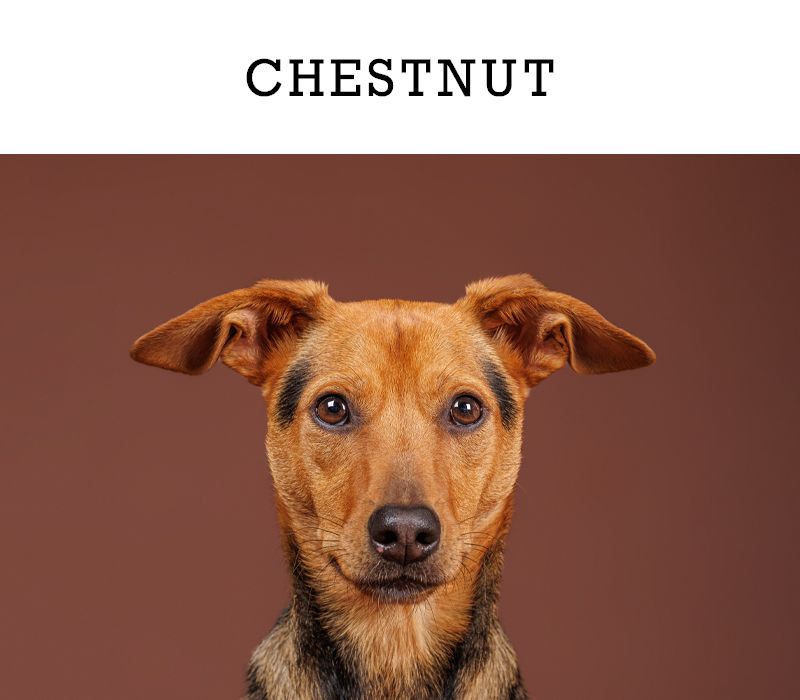 A brown mixed-breed dog named Chestnut poses alertly against a chestnut brown background in a professional portrait.