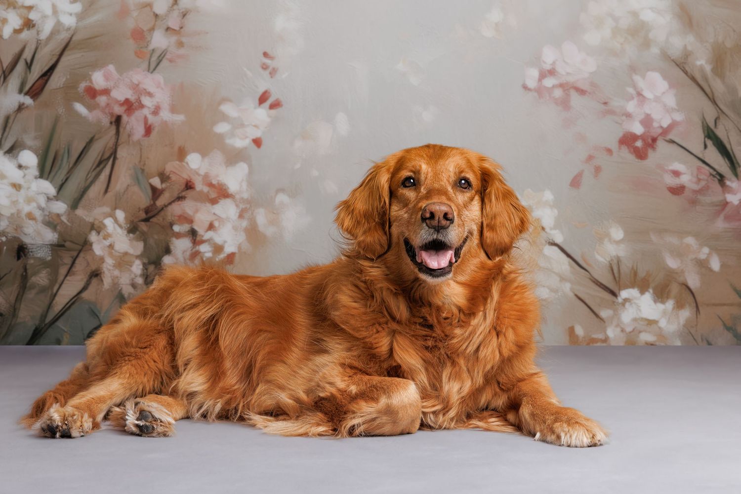 A happy Golden Retriever lies on a gray floor in front of a floral painted backdrop with pink and white flowers.