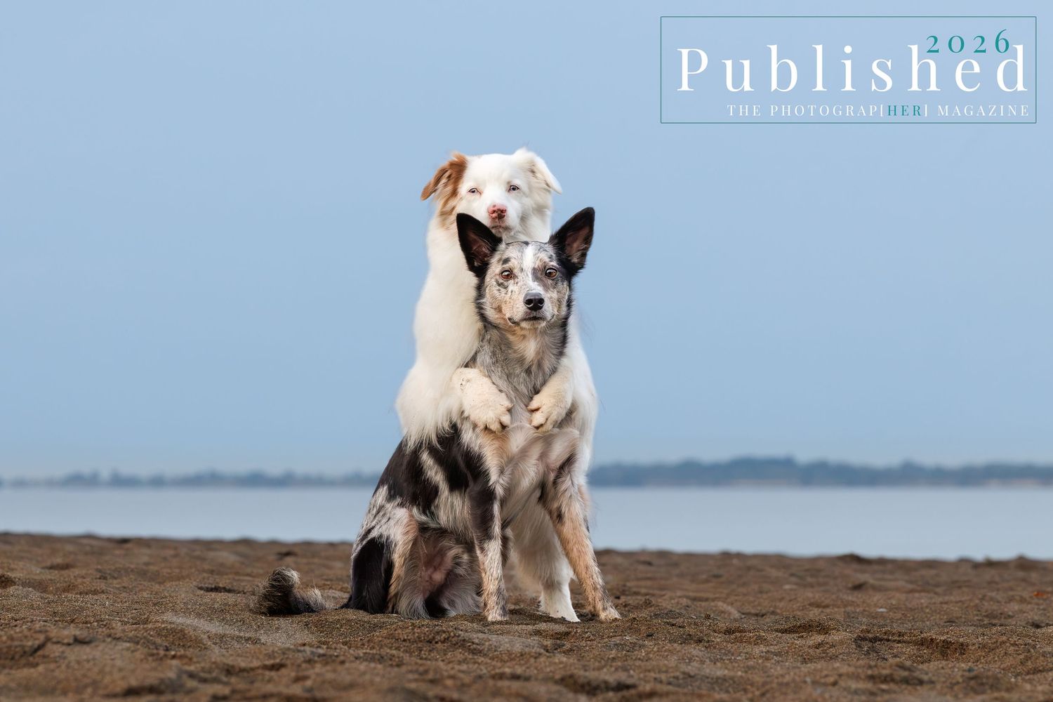Two dogs cuddle together on a sandy beach with calm water in the background, featured in a pet photography magazine.